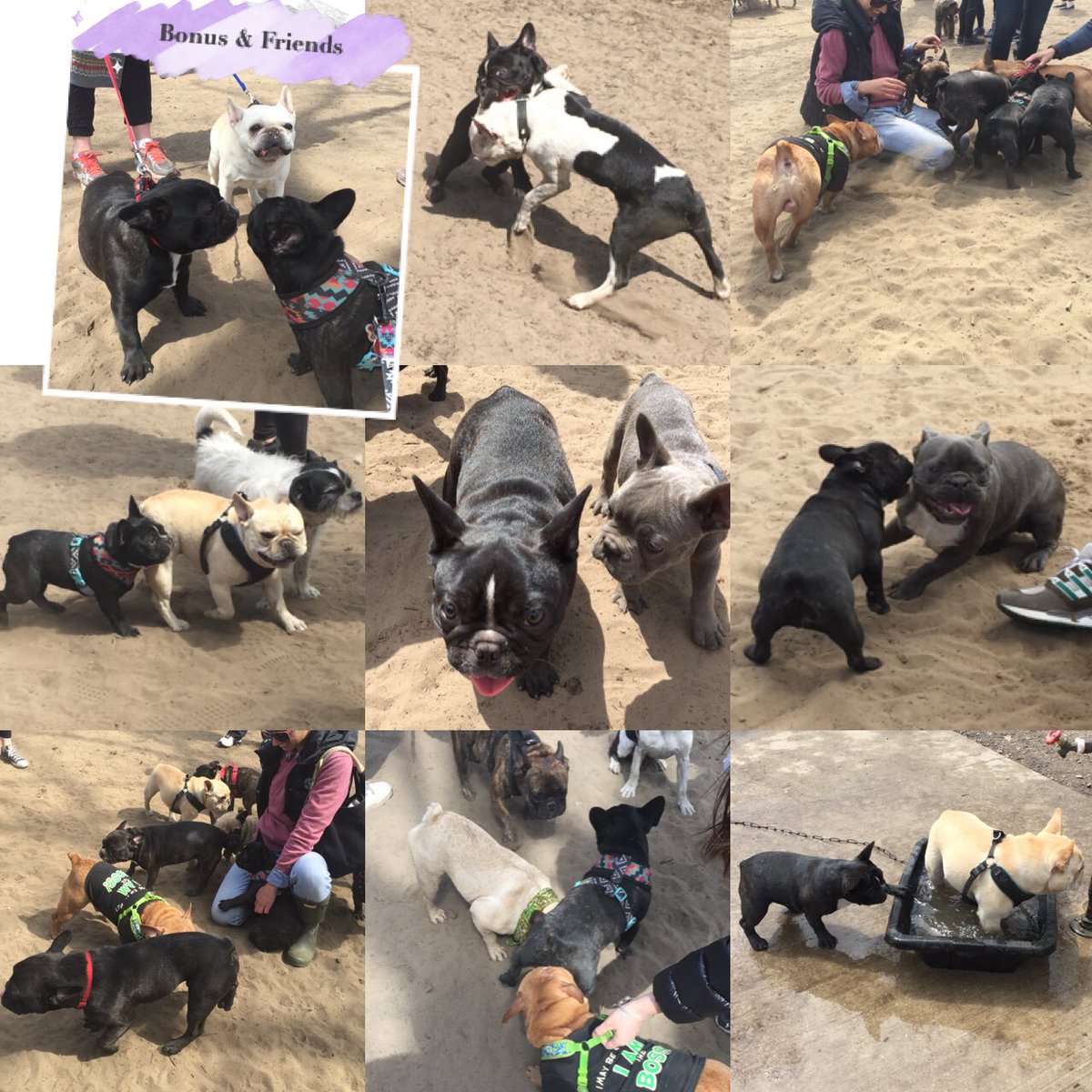 Bonus_Frenchie's tweet photo. #tfbn Bonus met so many new friends! And finally played with cute Tilly! @RobbIsle1965 https://t.co/BcZ0ncVp16