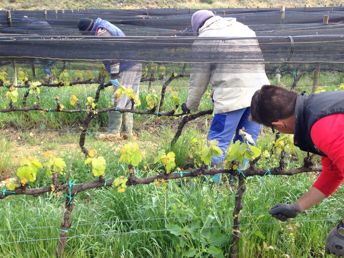 castelldencus's tweet photo. Hoy hemos empezado la poda en verde de nuestras vides #viticultura #encus https://t.co/Xq2vXb4xi7
