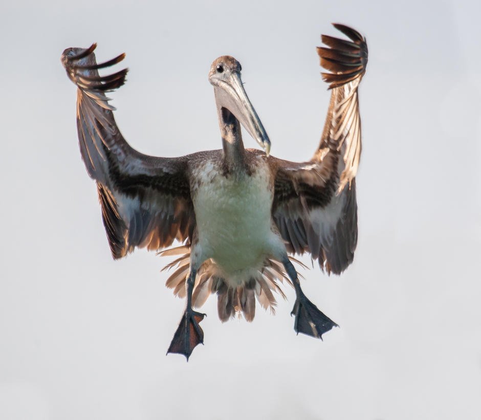 photocrowd's tweet photo. Photo by IanClamp on https://t.co/txLMGzFboZ #photography #amusinganimals https://t.co/rQ5ZU4hXzB