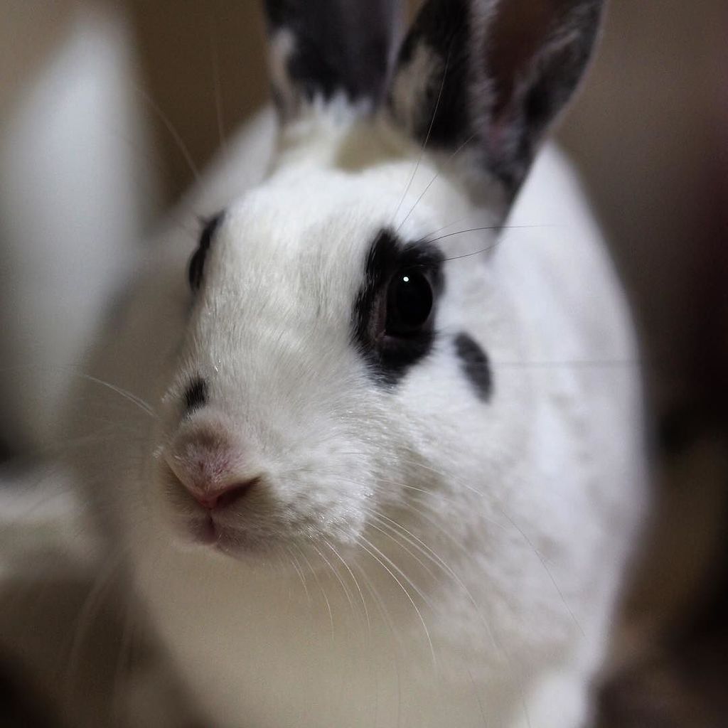 ヨウちゃん Twitter Search