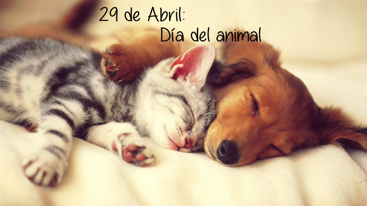 ColonCenter's tweet image. #DiaDelAnimal Feliz día a nuestras mascotas que siempre nos acompañan!