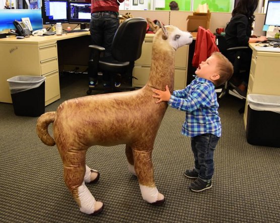 bouncy llama