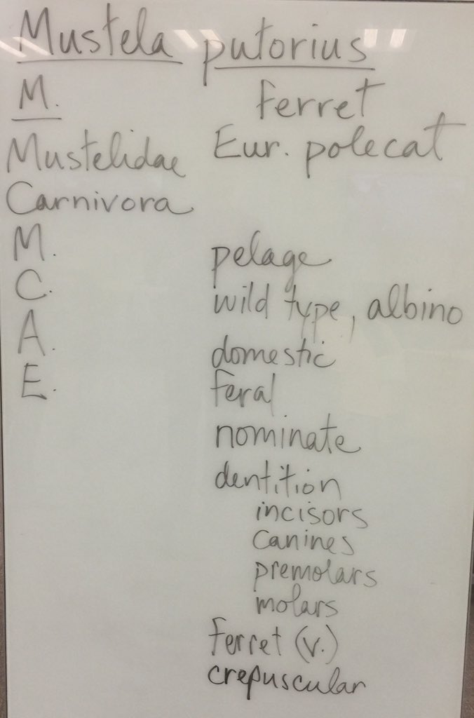 OrgOfTheDay's tweet image. #last #goodbyespring2016