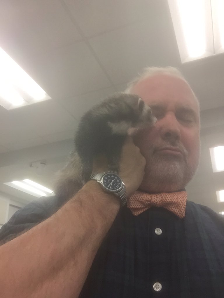 OrgOfTheDay's tweet image. #last #goodbyespring2016