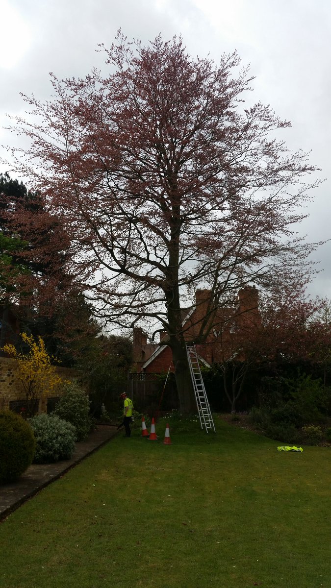 WimbledonTrees's tweet photo. Friday morning job
#crownthin #pruning #maintain #wimbledon #merton #southlondon #treesurgeon #treeservice https://t.co/cJUMSPWRHL