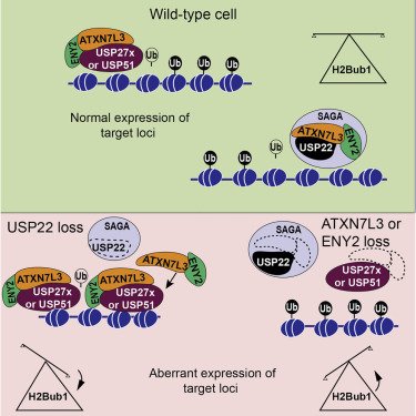 MolecularCell's tweet photo. Online Now! ATXN7L3 and ENY2 coordinate multiple DUBs toward H2B. https://t.co/2a45dBlS4K https://t.co/9dhCyc5ba3