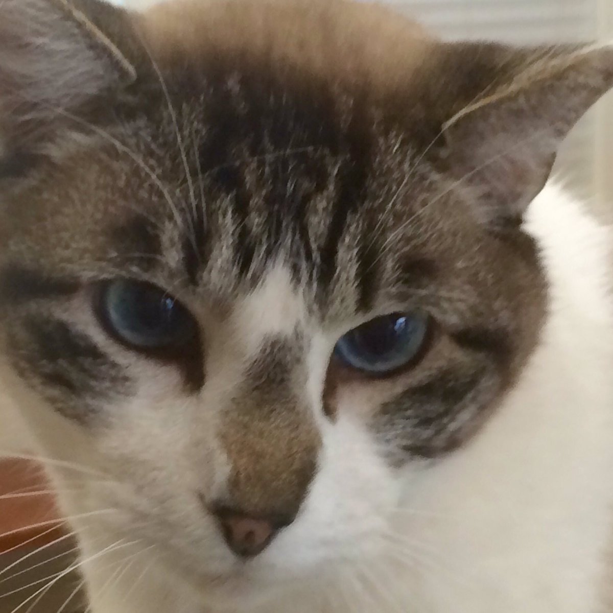 They're the most vulnerable when it comes to 2nd hand smoke.  See distress signs tonight on <a href="/weartv/">WEAR ABC 3</a>. #CatsOfTwitter