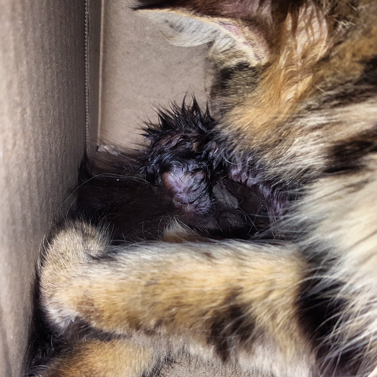 MONFORSANES_SL's tweet photo. Mi gata acaba de tener su primer bebé #bebe #bebegato #animales #lanaturalezaesalucinante https://t.co/2q67F7TSk8