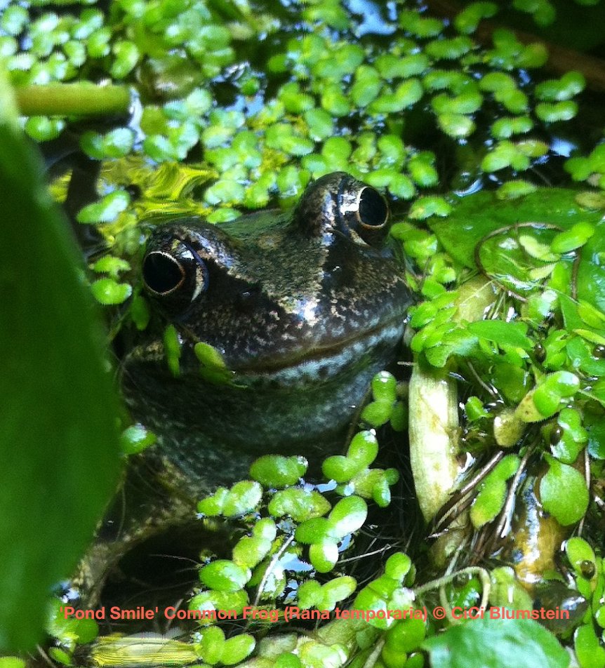 SussexARG's tweet photo. It's #PONDEMONIUM Sat 7 May @WWTArundel! #wildlife stands inc #SxARG30th #ARCprojects #ponds https://t.co/QscaSUHoH9 https://t.co/yTuyd1WxOW