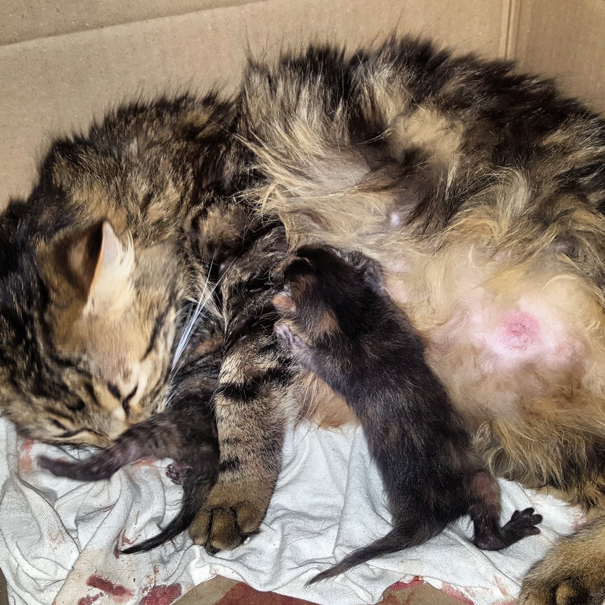MONFORSANES_SL's tweet photo. En #DiaInternacionalDeLaDanza mi gata a tenido sus primeros bebes #partodeunagata #bebesgato https://t.co/kCKc4BCSv7