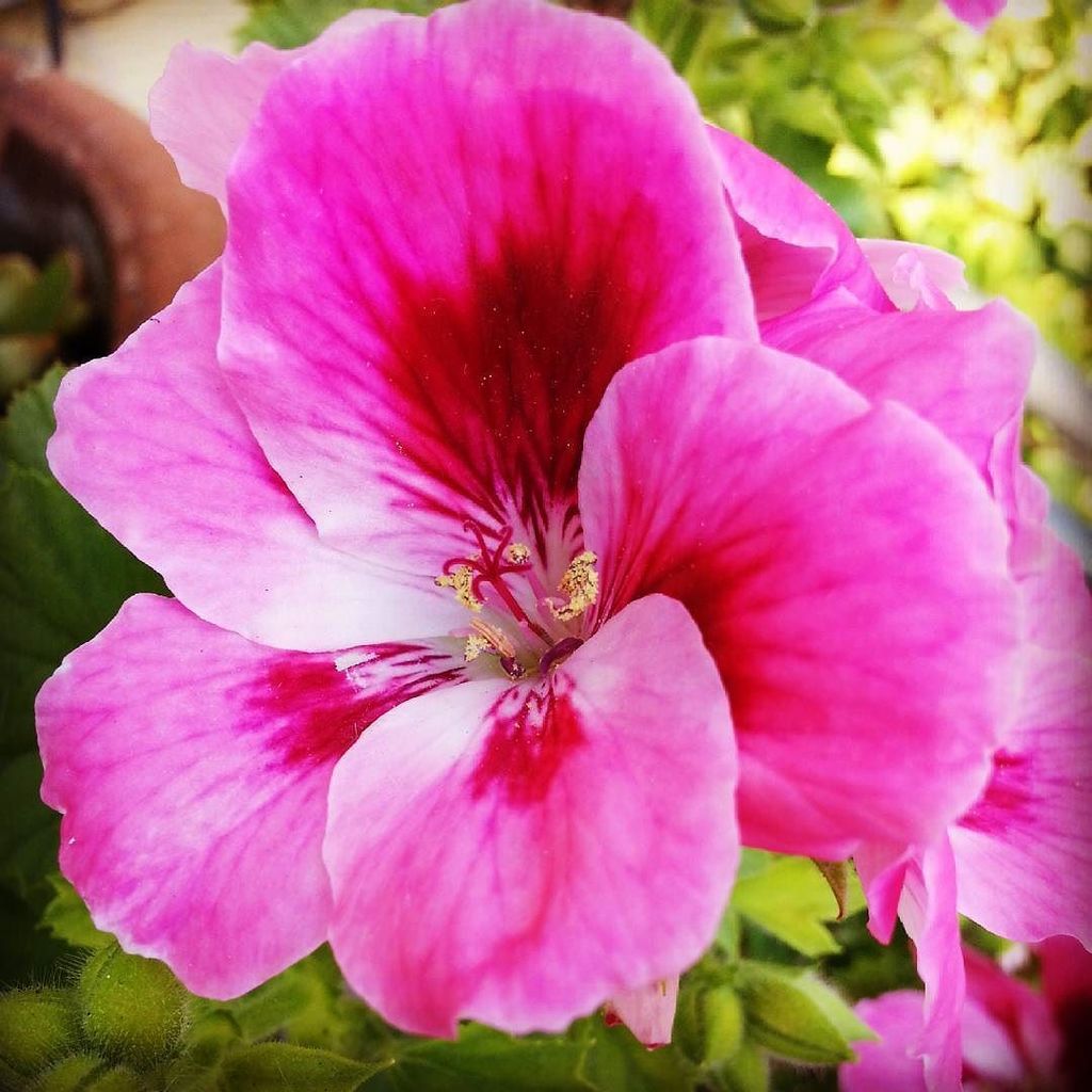 gioiamagazine's tweet photo. Buon weekend! #weekend #flowerstagram #geranium #terrace #flowers #gioialove #gioialive #i… https://t.co/wTSt8Fmlog https://t.co/ZnynbmAviQ