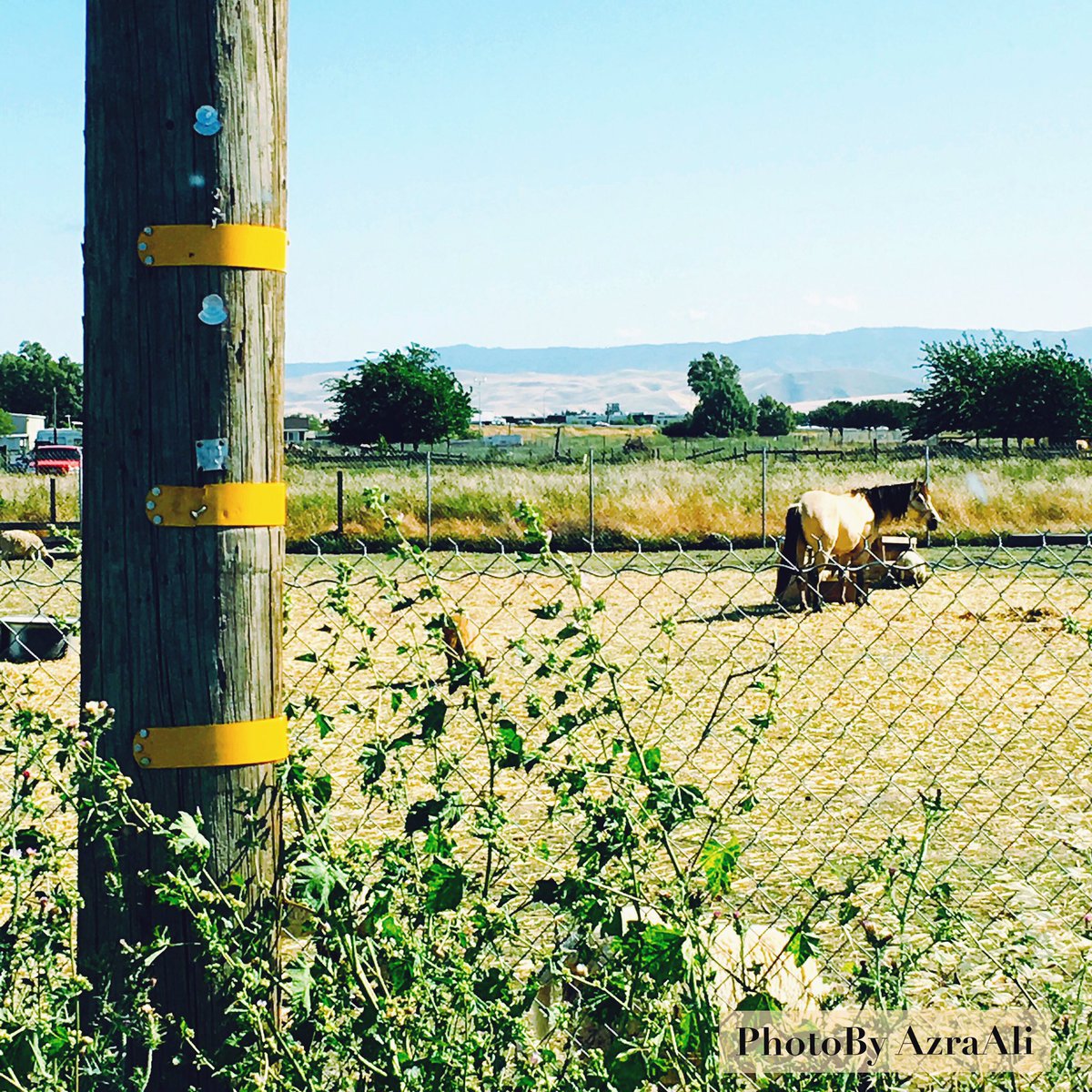 beingMeAzra's tweet photo. This near our house a farm love the horse ❤️❤️ PhotoByAzrAAli #farm #farmLife #farmarea #love #purity #serene https://t.co/U3hpnGxt4g