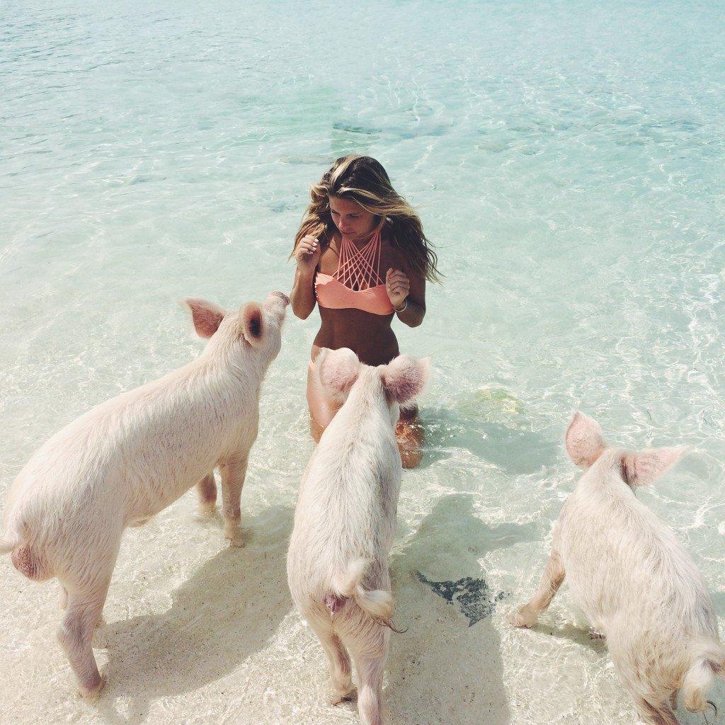 roundalia's tweet image. LA ISLA DE LOS CERDOS BAÑISTAS: facebook.com/roundalia/post…