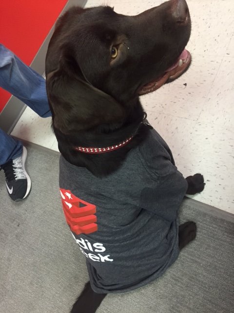 Vish_Gupta_1's tweet image. .@RedisLabs  has a furry visitor today. He's rocking the #redisgeek shirts  
#newmascot