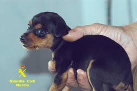 guardiacivil's tweet photo. ¿Sabes que el tráfico ilegal de animales es el segundo en  volumen tras el de drogas?
Ayúdanos a erradicarlo
📞062 https://t.co/xi2Paf9NL7