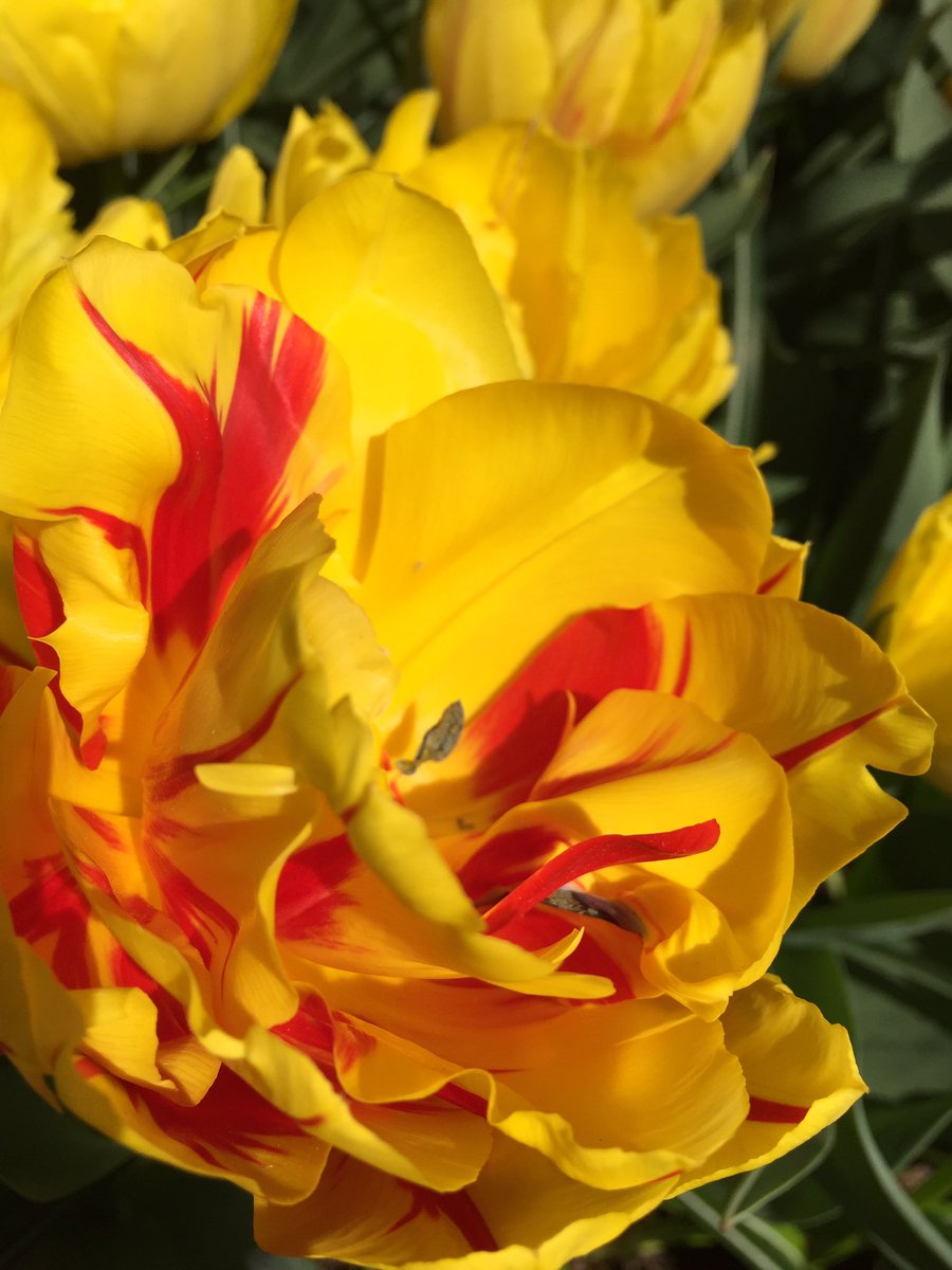 Tulip #tulip #keukenhof