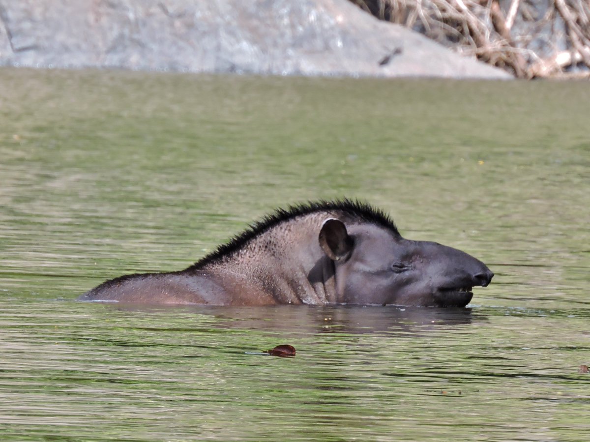 RupWildlife's tweet photo. A Lowland Tapir (Tapirus terrestris) looking pretty content to be enjoying World Tapir Day in the Rewa River... https://t.co/gwkOeVXBlB