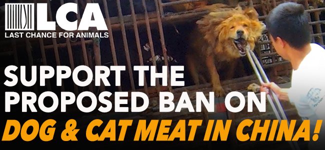 LC4A's tweet photo. PLEASE:  Sign the petition to stop dog &amp; cat meat in China!
https://t.co/acePXqRZQP
#DogMeatTrade #StopYulinForever https://t.co/j4Ae975QIU