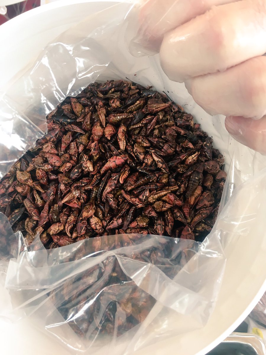 LittleHerds's tweet photo. #Chapulines #tacos being made at @CentralMarket! #entomophagy #edibleinsects #Mexico #Oaxaca #grasshoppers #EntoATX https://t.co/61Yw5m5zfq