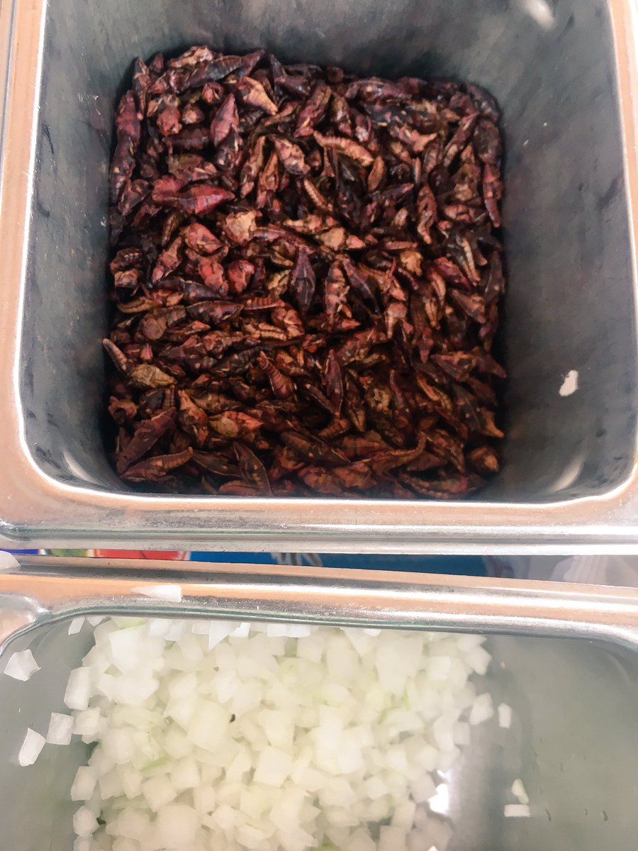 LittleHerds's tweet photo. #Chapulines #tacos being made at @CentralMarket! #entomophagy #edibleinsects #Mexico #Oaxaca #grasshoppers #EntoATX https://t.co/61Yw5m5zfq