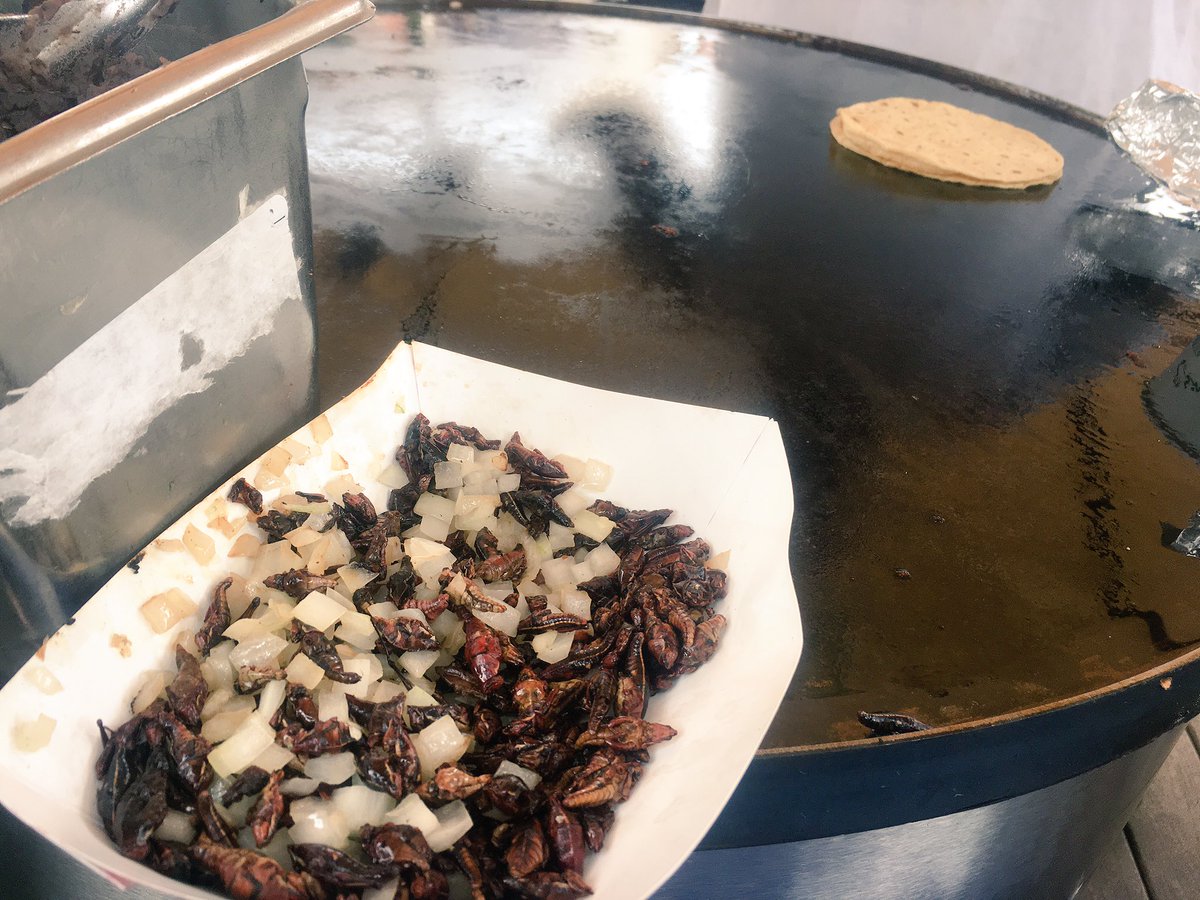 LittleHerds's tweet photo. #Chapulines #tacos being made at @CentralMarket! #entomophagy #edibleinsects #Mexico #Oaxaca #grasshoppers #EntoATX https://t.co/61Yw5m5zfq