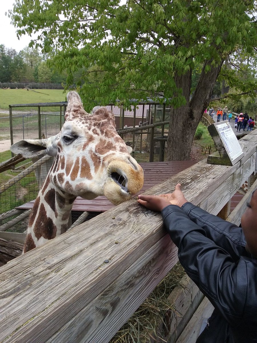 MrsRande11's tweet photo. Fun at the zoo! #rpsbwes https://t.co/uVMuc5pxaO