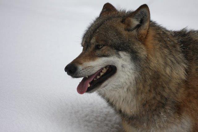 Scusa, cattivo a chi? 5 favole da sfatare su un animale straordinario
bit.ly/1opR5bZ
#soslupo