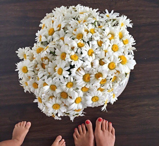 Все мечтают о розах, а я хочу ромашек. 🌼