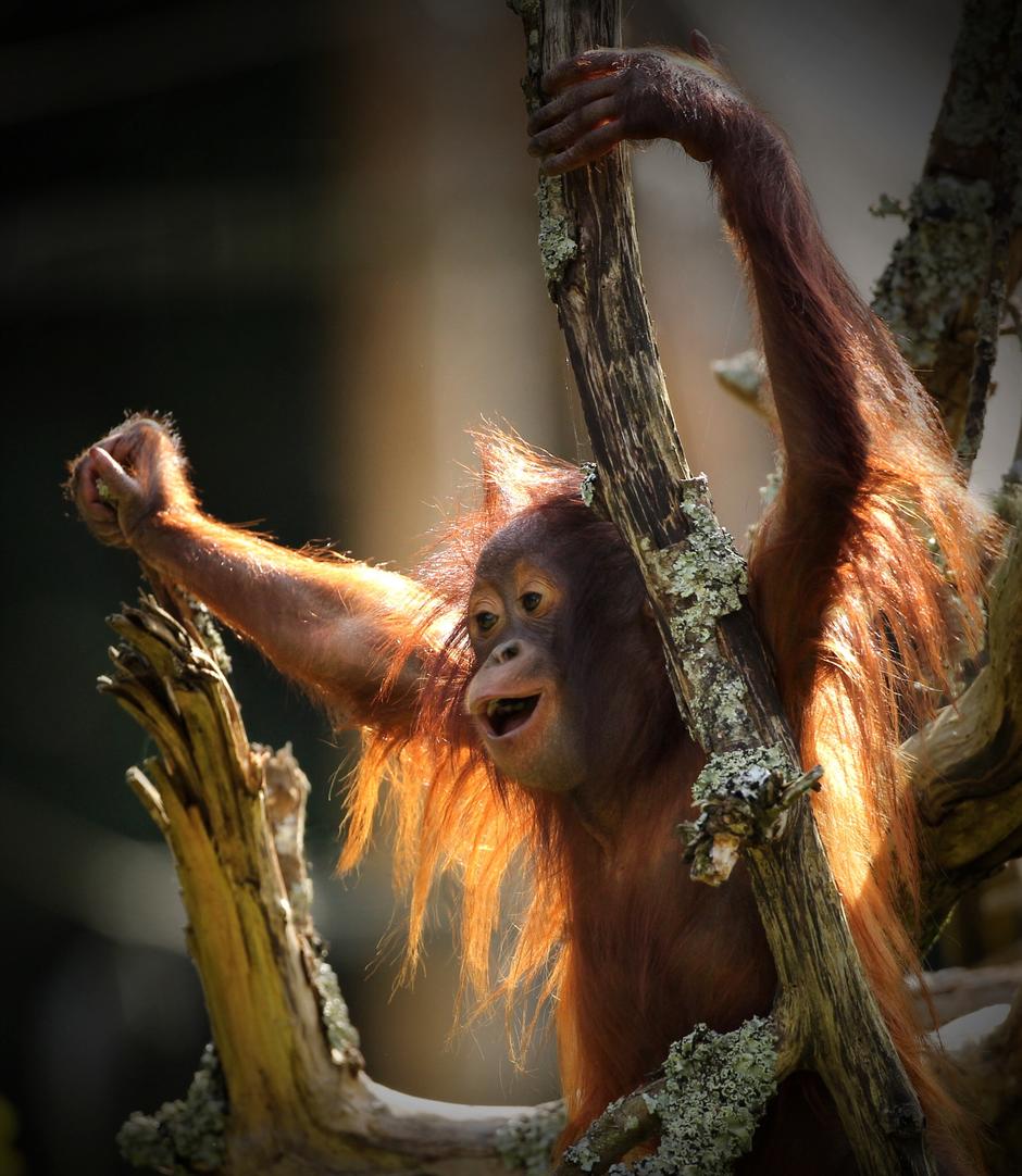 photocrowd's tweet photo. Photo by Paul fine on https://t.co/txLMGzFboZ #photography #amusinganimals https://t.co/Z7AsQ0gAlS