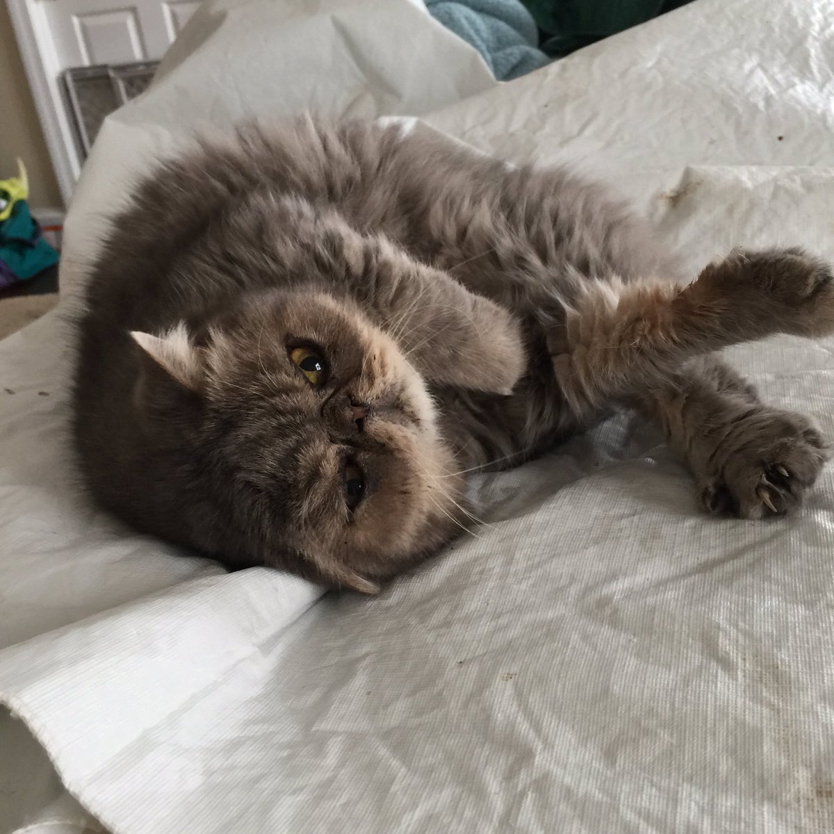 jeffdgreene's tweet photo. @allistelling @heroinechique @joeylunchbox So sad.  Human dead.  Will have to get my Fancy Feast elsewhere. https://t.co/wnvTK0qkMv