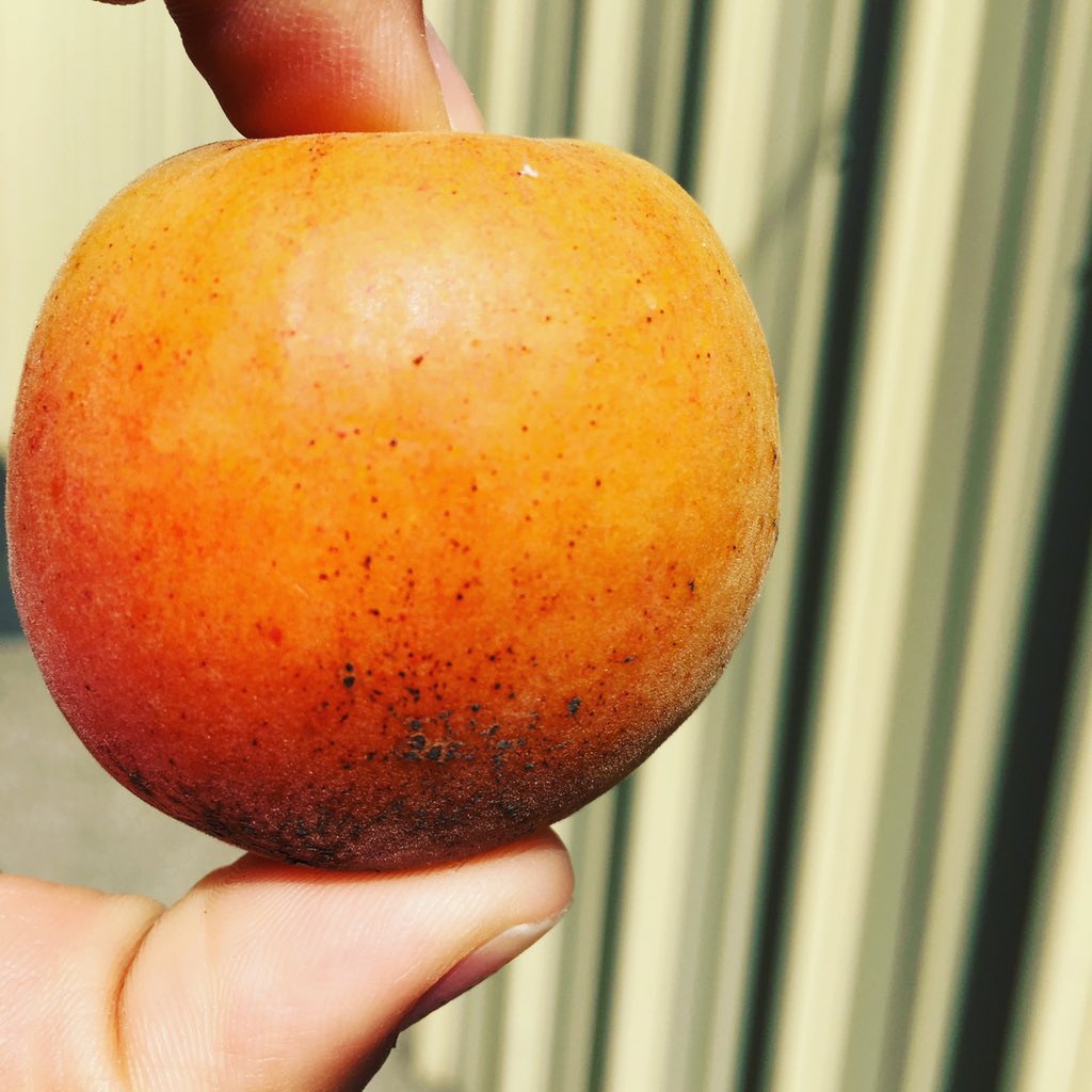 AHOrganics's tweet photo. Can you guess the name of this apricot-plum hybrid?? Grown by Uncle Vern &amp; in all boxes this wknd! #organic #csa https://t.co/ngf5RjCmOU