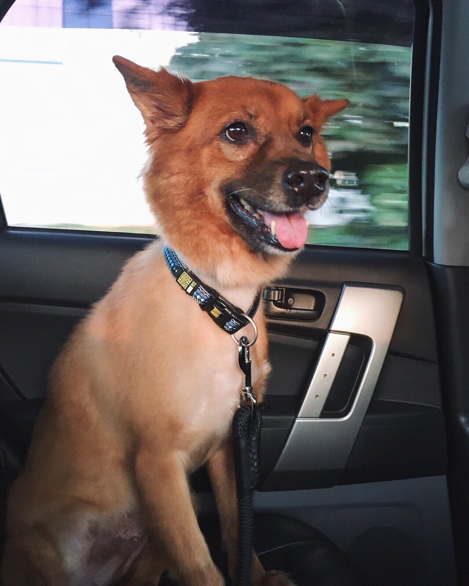 peterpandz's tweet photo. Monica is missing pls pls help to rt and contact 92975927 or 96792774 if seen pls pls help to rt thank you https://t.co/XZVdMWMy9p