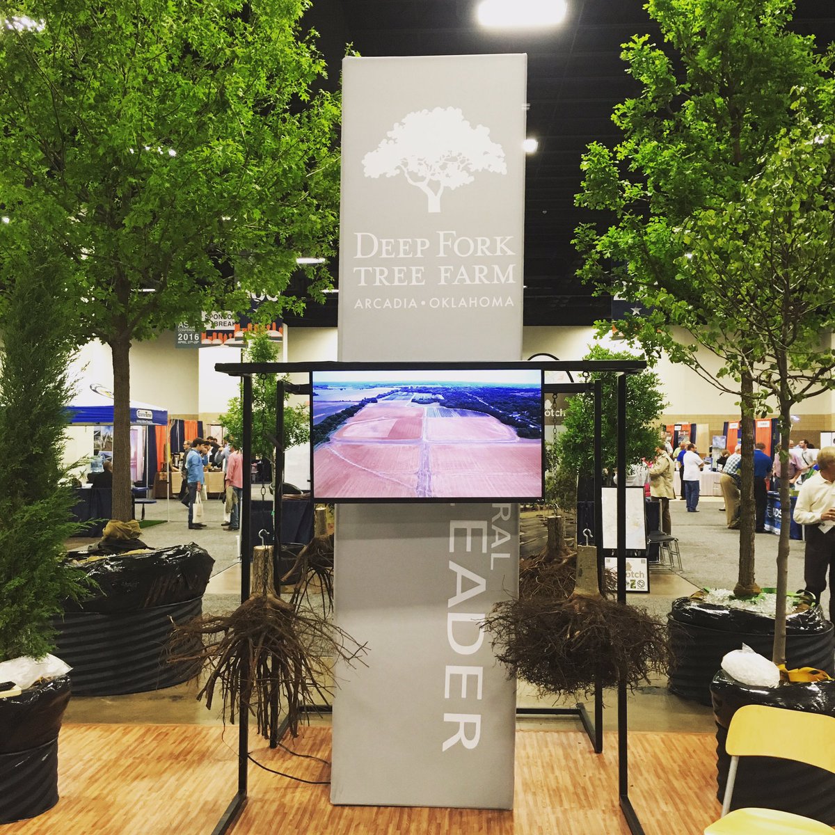 Dftrees's tweet image. Here at the @texasasla it's a great day for some roots! #dftrees