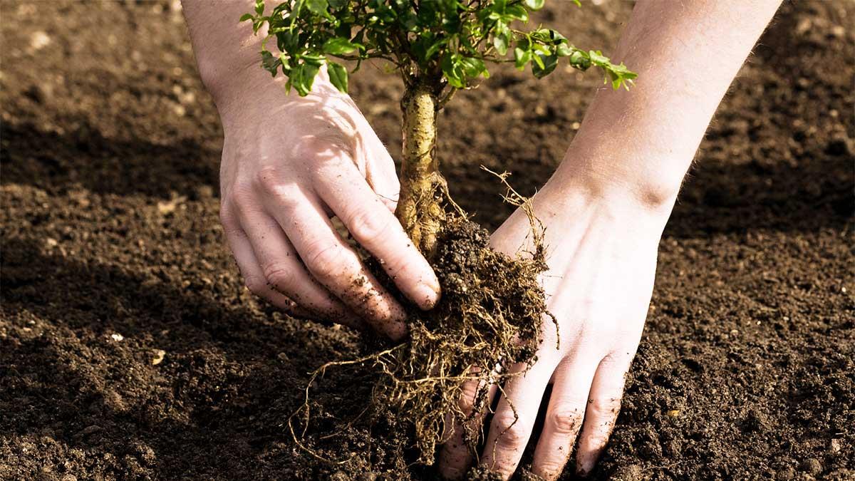 FrontRoomFurn's tweet image. Want to try your hand at planting some trees this Arbor Day? Check out these tips! bit.ly/1GqHAzU