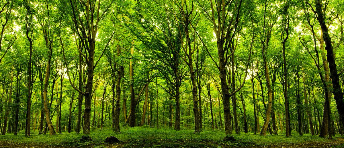 ParentsWare's tweet photo. Happy #ArborDay! Make time to #unplug and spend time outdoors today! https://t.co/F1XfEw0ykV https://t.co/arbMpkBydt
