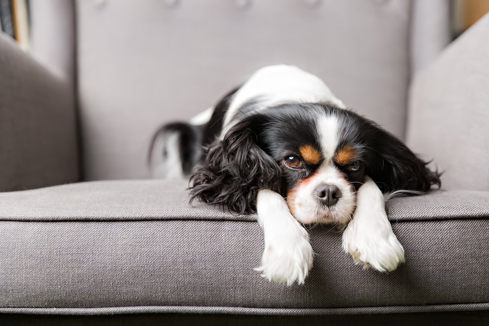 PetMD's tweet photo. #AskpetMD | "Why Does Our Dog Lick the Furniture?" https://t.co/NI913VS0se https://t.co/pJLyheIv6P