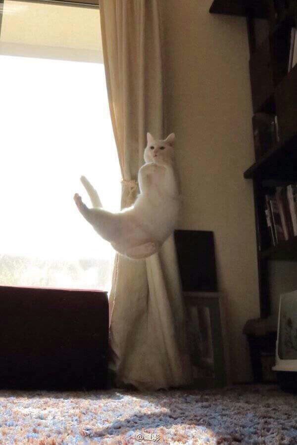 tumbIerposts's tweet photo. Here's a dramatic dancing cat to brighten up your day 😘 https://t.co/vX7OvWFJyT