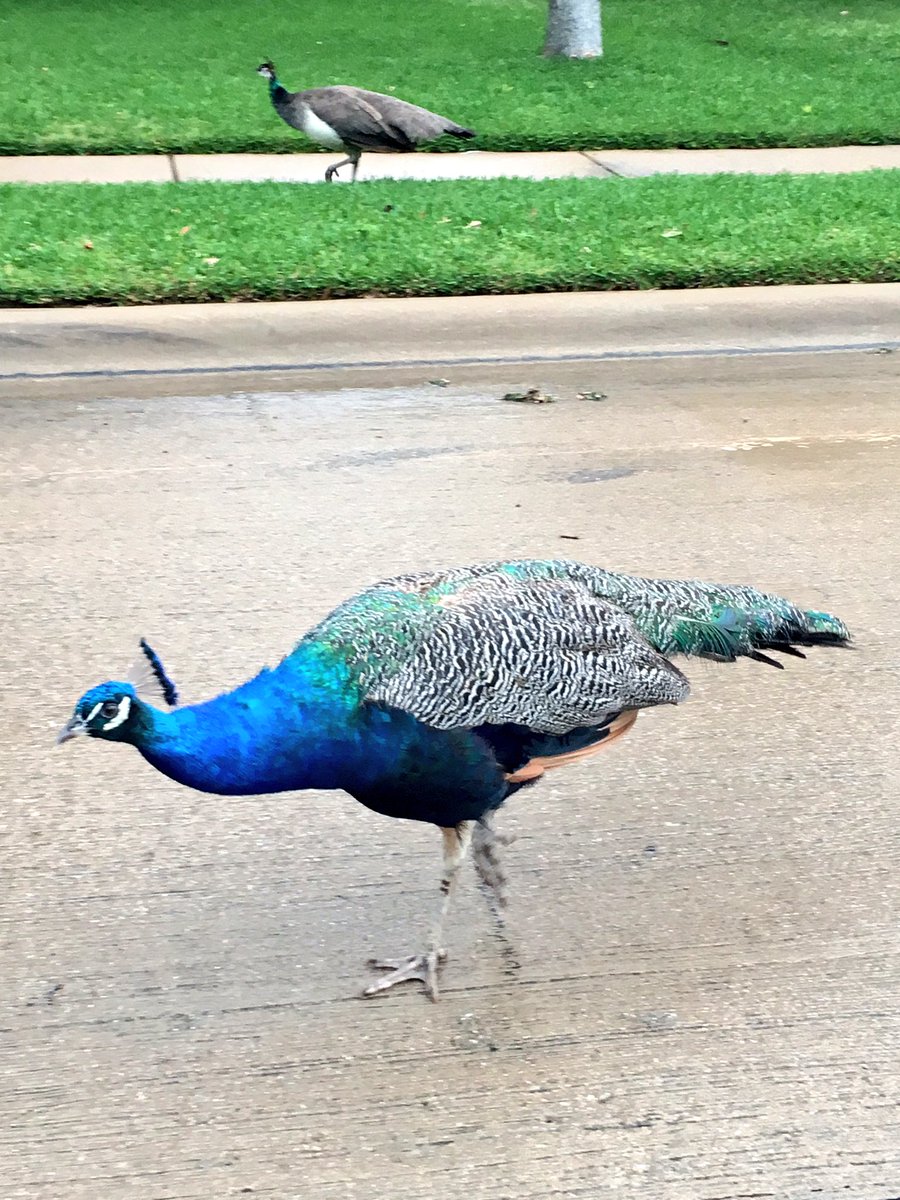 jenzfromtx's tweet image. So I ran into a flock of peacocks randomly. #Friday #LifesSurprises #TexasLife