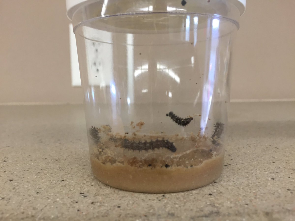 jnesler11's tweet photo. Life cycles #mystemlab #wcsdpbl https://t.co/elXBqCvymF