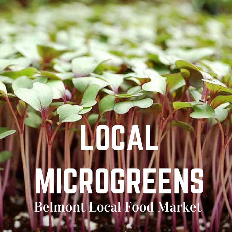 belmontfoodmkt's tweet photo. Who uses #microgreens?  We're in talks w/ a reputable #local grower 4 this year's market.  RT if you like the idea! https://t.co/a3oiHMKC2x