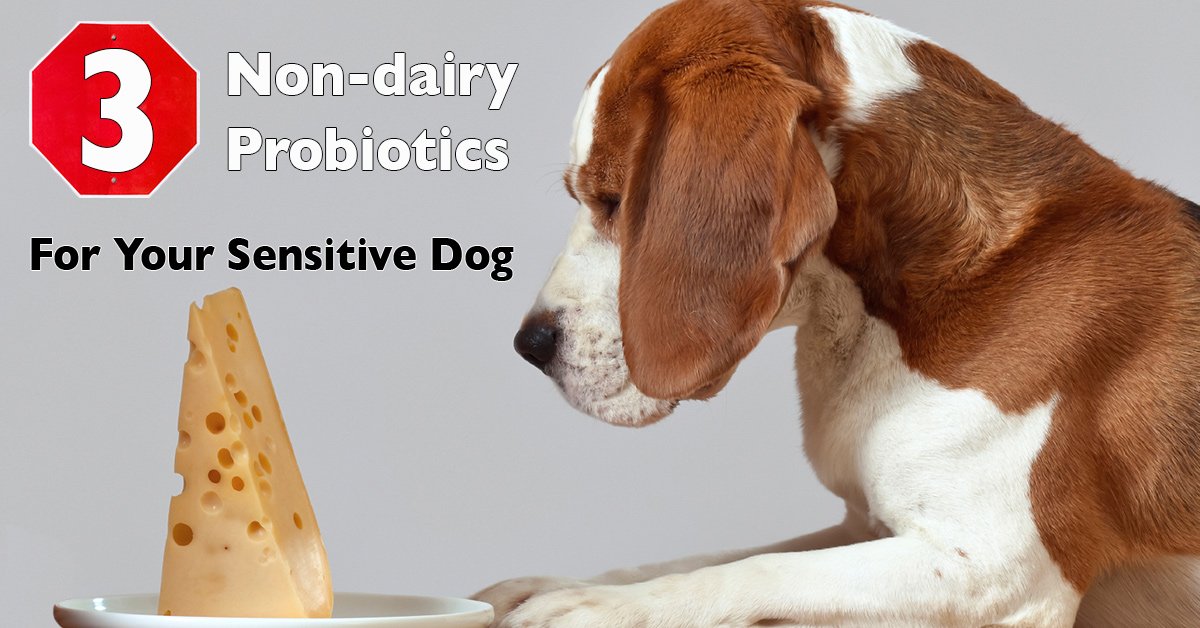 doggysdigest's tweet photo. Three Non Dairy #Probiotics For Your Dog - https://t.co/twFX3MxA0U @DogsNaturally https://t.co/hMALZ5NoZA
