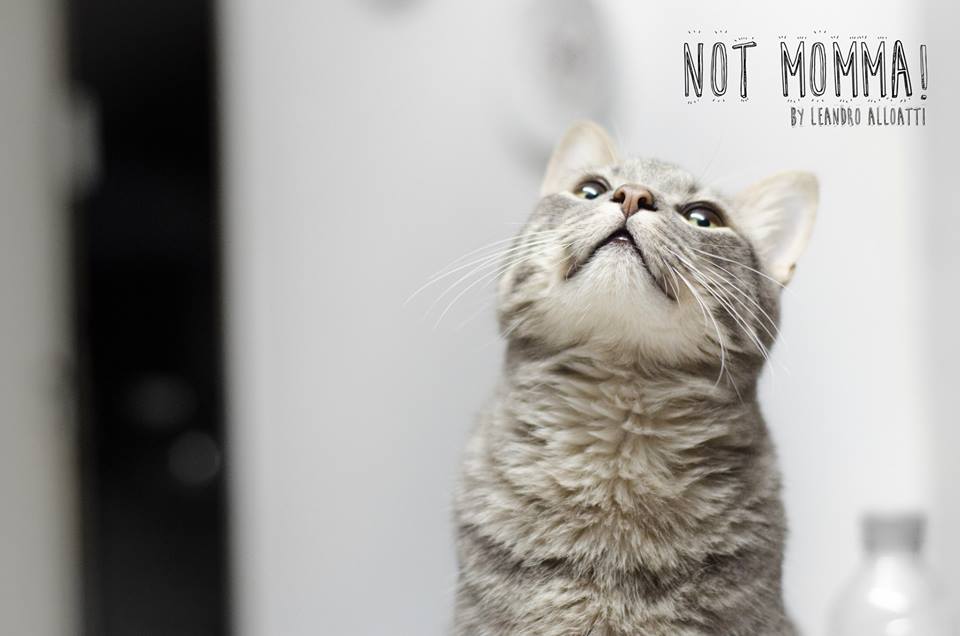 PHNotMomma's tweet photo. Feliz día a ellos que tanto #amor nos brindan! #29deAbril #DiaDelAnimal ►https://t.co/jt9TSO7e4S https://t.co/A50wJCMxyj