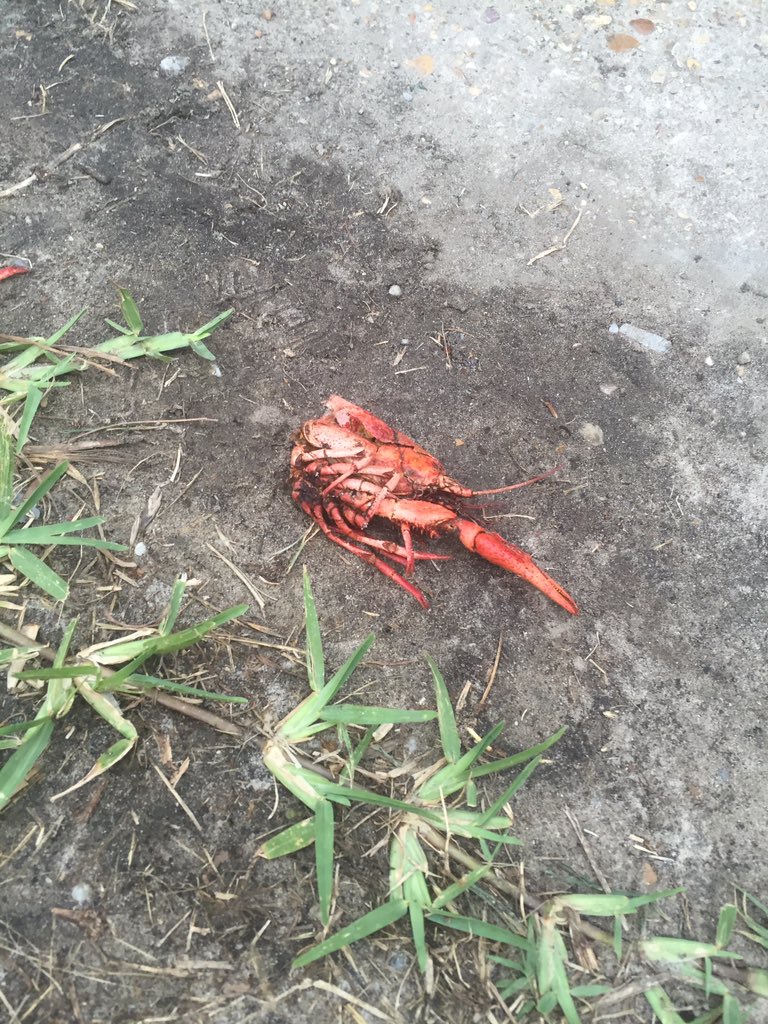 ButtonsMomma's tweet photo. (2/2) kid tourist: "Oh! dad look!"
Tourist dad: "Oh! Yeah, a crab!"
#TryAgainDude #NolaLove https://t.co/2h4MxqXwc5