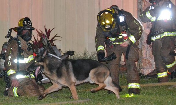 holamexico's tweet photo. #Viral ¡Todo un héroe! Este perro salvó a su familia de un incendio https://t.co/EFTlfnUX8g https://t.co/B6EMcjGuGr
