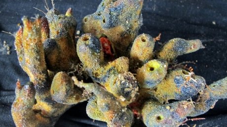CBCNews's tweet photo. Huge, hidden coral reef found near mouth of Amazon River https://t.co/f6zzdeYAkD https://t.co/uiVIGvkiDk
