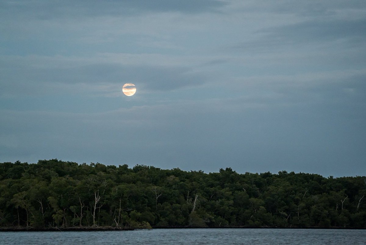 ElevenAngling's tweet photo. We're still here, ready for tomorrow. #Everglades #BlueMoonMothership #lifeoffthechart #elevenangling https://t.co/dZy7tgNDiY