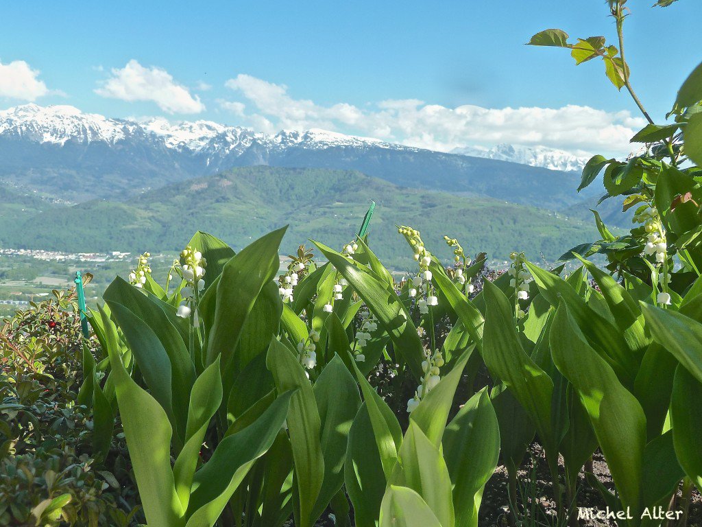 Meteovilles's tweet photo. Le #muguet au rendez vous ce jour à #Corenc près de #Grenoble (#Isère) - https://t.co/p3iSdqhXGa https://t.co/z1YGWg7QkJ
