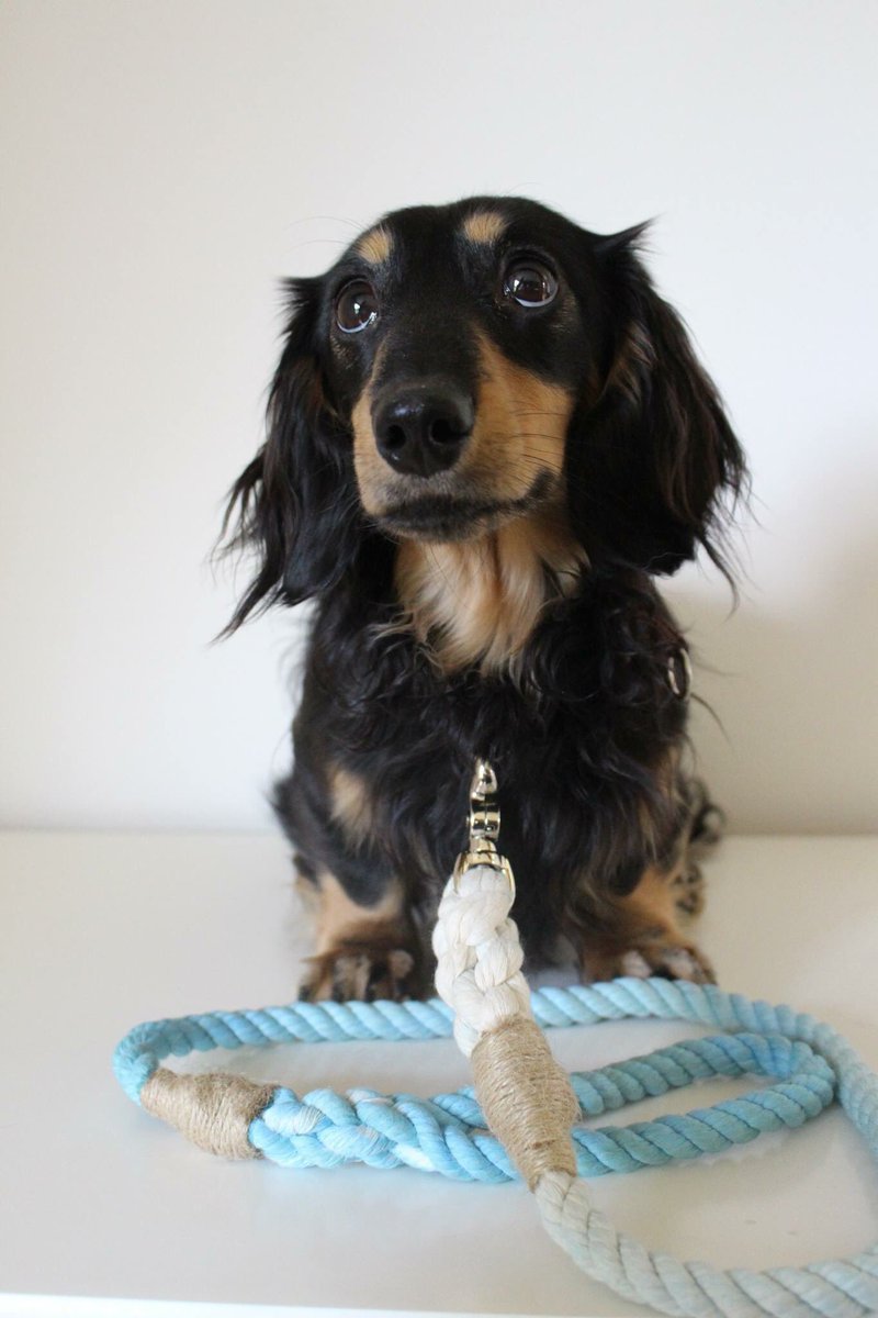 Fachshund's tweet photo. @cotswoldspaniel I love our rolled blue leather lead from @TeddyMaximus or our ombré ones from @MiloandFido https://t.co/D8cKgkuJ3x