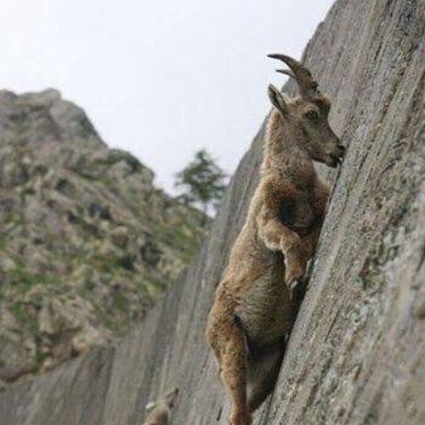 CauseWereGuys's tweet photo. Goats don't give a fuck about heights https://t.co/KNcyrFRl8Z