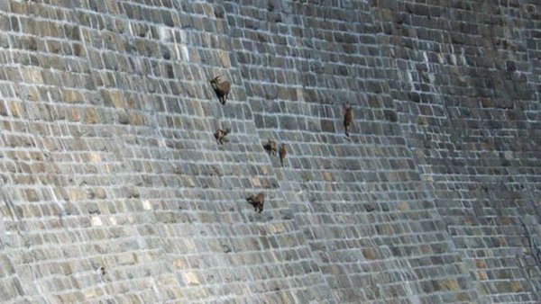 CauseWereGuys's tweet photo. Goats don't give a fuck about heights https://t.co/KNcyrFRl8Z